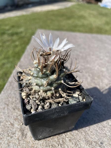 Turbinicarpus macrochele